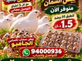 بيض السمان تكساس الجامبو XXL