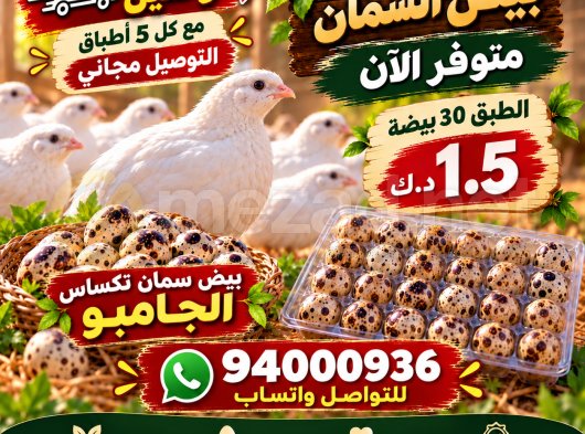بيض السمان تكساس الجامبو XXL